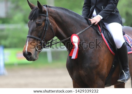 Beautiful purebred show jumper horse canter on the race course after race. Colorful ribbons rosette on head of an award winner beautiful young healthy racehorse on equitation event