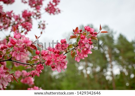 Peaches bloom in pink in spring. - Image