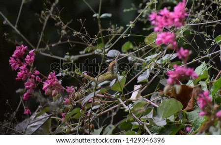 A common tailorbird in the bushes