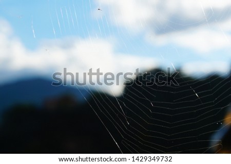 A clear spiderweb shot at Italy