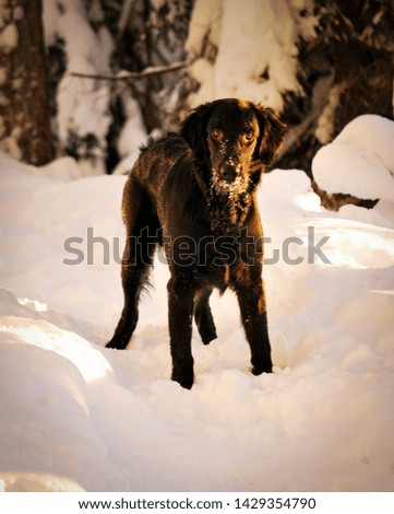 flat coated retriever standing in snowy forest 