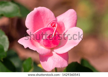 Macro photo nature pink rose. Texture background blooming flower pink rose. Images of rose flower with pink buds.