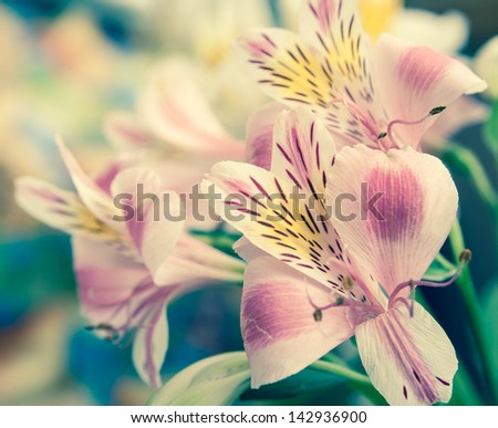  A bunch of wonderful alstroemeria flowers