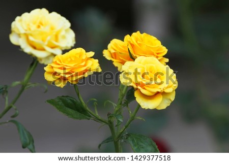 Yellow Rose on a bush in a garden