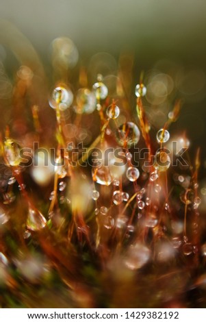 Rain Drops on roots of Grass in the Morning.like Jewels of Nature.