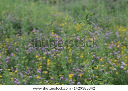 Field of clover and other flowers and plants