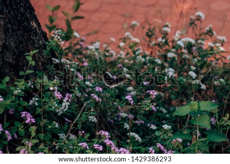 Butterfly with flowers in garden
