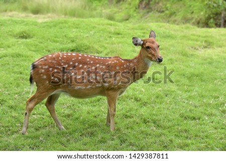 Close up of a Fallow Deer buck (Dama dama)