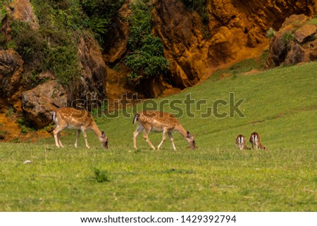 mothers deer with their fawns, next to a herd of females
