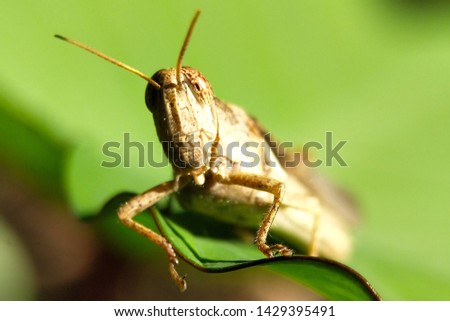 Picture of Grasshopper in the green garden