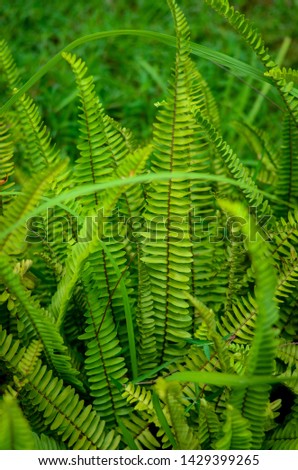 Green leaves fern texture and background