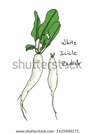 Vector card with hand drawn raw White Icicle radish. Beautiful food design elements, ink drawing Royalty-Free Stock Photo #1429400171
