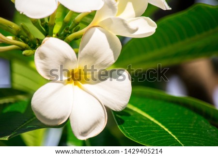 Plumeria frangipani Apocynaceae White flower green leaf