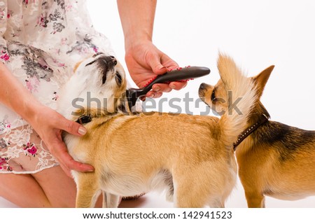 Attractive beautiful woman caring her dog, white background