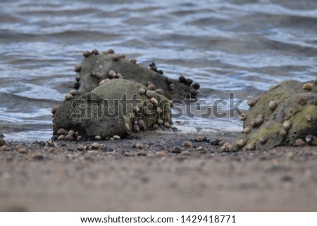 Rocks covedred in snails at the beach