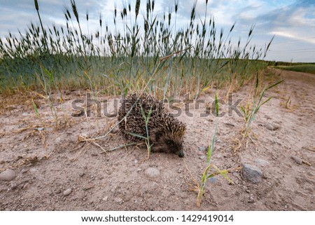 young hedgehog in a wheat field at sunset