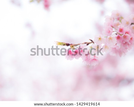 Flower of a cherry tree in Tokyo
