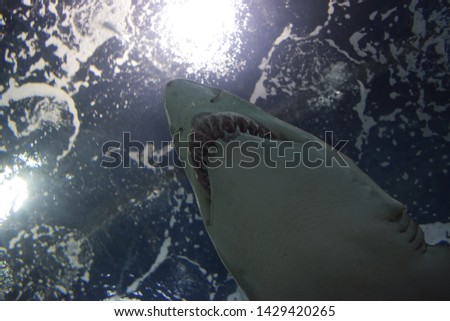 Shark bottom view all teeth