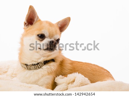 Chihuahua, small breed dog sits on the bed, white background