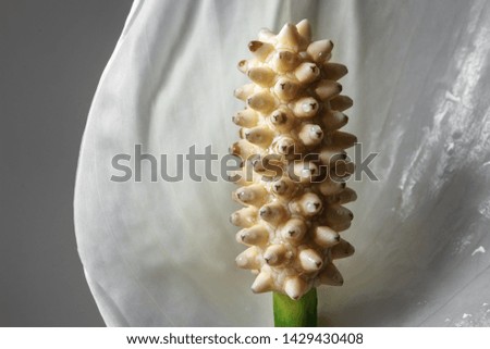 Close-up of Peace Lily flower stamen
