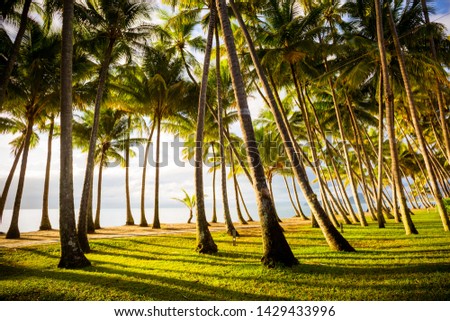 The famous idyllic beachfront of Palm Cove at sunrise in Queensland, Australia Royalty-Free Stock Photo #1429433996