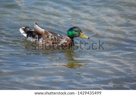 Wild ducks and drakes bathe in the lake on a sunny day.
