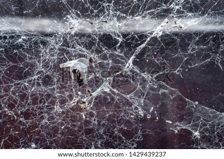 Remain of insects caught in cobweb in old garage - Abstract background