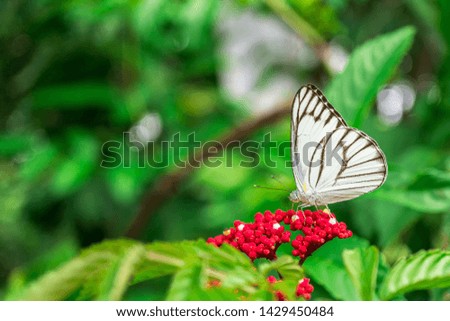 White Butterfly feeding on red blossom flower in garden, Close up insect picture, nature blue green background and copy space