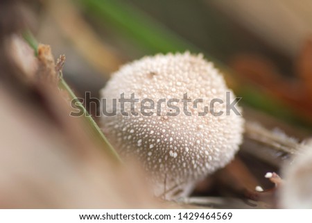 White Puffball mushroom close up with warts and spines on the ca