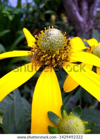 close up pollen of lovely bright yellow flower with tiny spider,green leaves,water reflection and morning natural light at a park