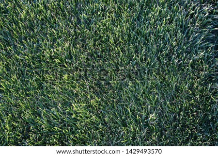Fresh Cut Grass Lawn as a Background