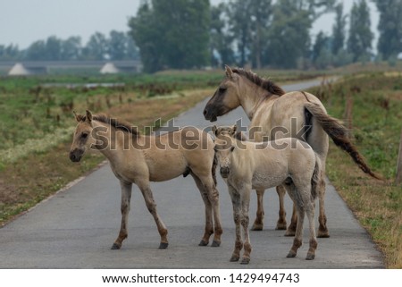 Konik horses in the Netherlands