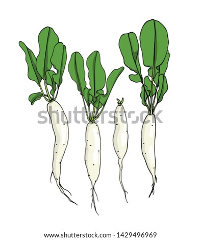 Vector card with hand drawn raw White Icicle radish. Beautiful food design elements, ink drawing Royalty-Free Stock Photo #1429496969
