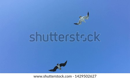 This is a picture of a group of seagulls flying in the blue sea of Jeju Island in February. Seagulls like Korean snacks called shrimp crackers.