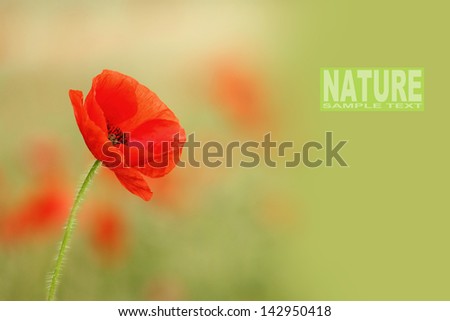 Red poppy (Papaver rhoeas) with out of focus poppy field in background. The petals from off ancient past use in the treatment lung diseases, and as tranquilizer. Picture with space for your text.