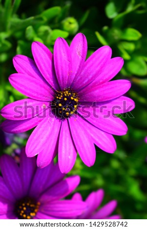 Purple and navy blue colored flower