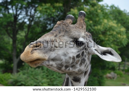 up close for a Giraffe selfie