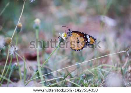 
 Beautiful Portrait of The Plain Tiger Butterfly on the Flower Plants during Spring Season