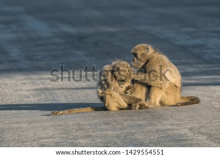 A chacma baboon, Papio ursinus, grooming another baboon