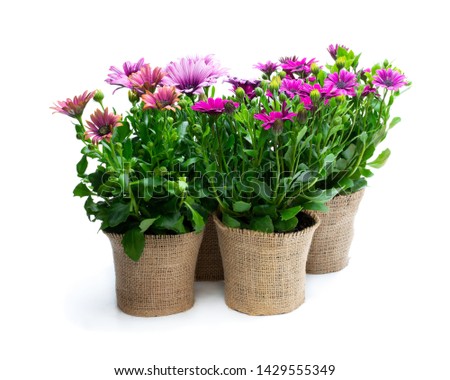 Group  of colorful daisy flowers in small pots decorated with sackcloth isolated on white 
