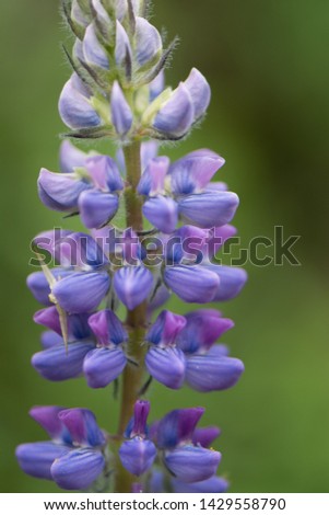 Lupine. Macro closeup isolated. Wildflower at Lolo Pass, Idaho in the Bitterroot range of the Rocky Mountains.