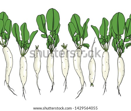 Vector seamless pattern with hand drawn raw White Icicle radish. Beautiful food design elements, ink drawing. Perfect for prints and patterns Royalty-Free Stock Photo #1429564055