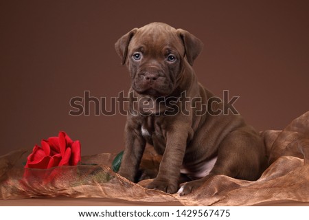 Cute puppy of american pit bull terrier with red rose on brown background