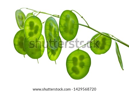 Green flowers of lunaria plant. Beautiful garden flowers. Unripe pods of Lunaria Annua, Honesty, Annual Honesty Silver dollar, Dollar plant, Moonwort, Honesty and Lunaria. Isolated on white background Royalty-Free Stock Photo #1429568720