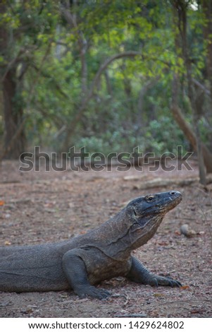 Full grown Komodo dragon or monitor, Varanus komodoensis, resting on the forest floor in the Komodo National park wilderness
