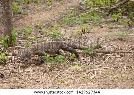 Full grown Komodo dragon or monitor, Varanus komodoensis, walking trough the scrubs in the Komodo National park wilderness