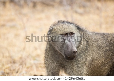 Close up of Chacma baboon looking off to the side. Photo taken in the Kruger National Park, during winter time in South Africa.