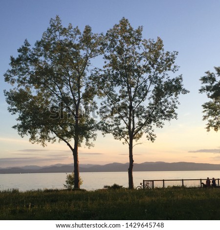 Twin trees, Lake Champlain, Vermont