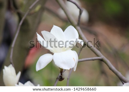 white magnolia flowers in a park