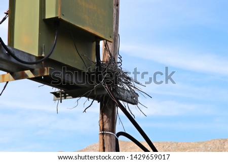 An eagles nest on a telephone pole. Wildlife adapting to urban areas concept image. 